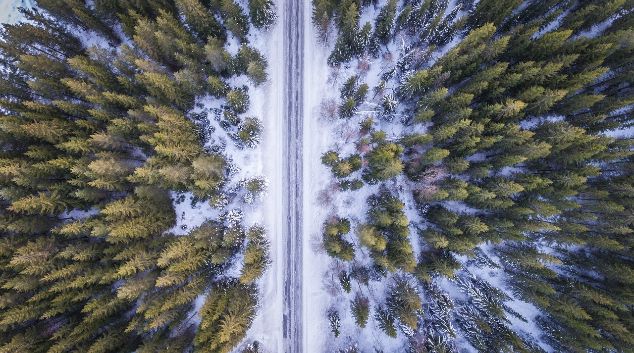 新疆雪后的大地之树，生命的坚韧与自然的和谐